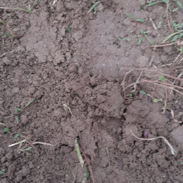 এঁটেল · ১৬.৫ kPa
